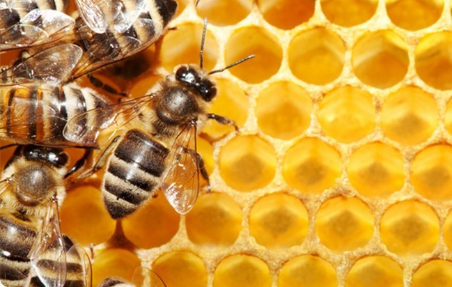 Апитерапия лечение пчелами